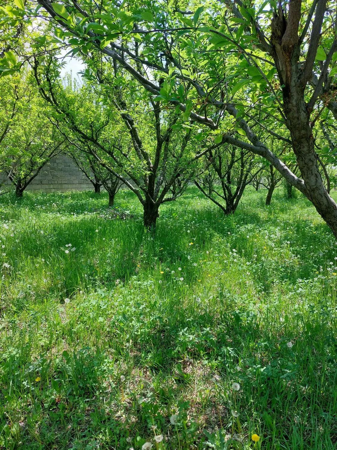باغ باغچه جاده سنتو پشت محورسازان چی چست