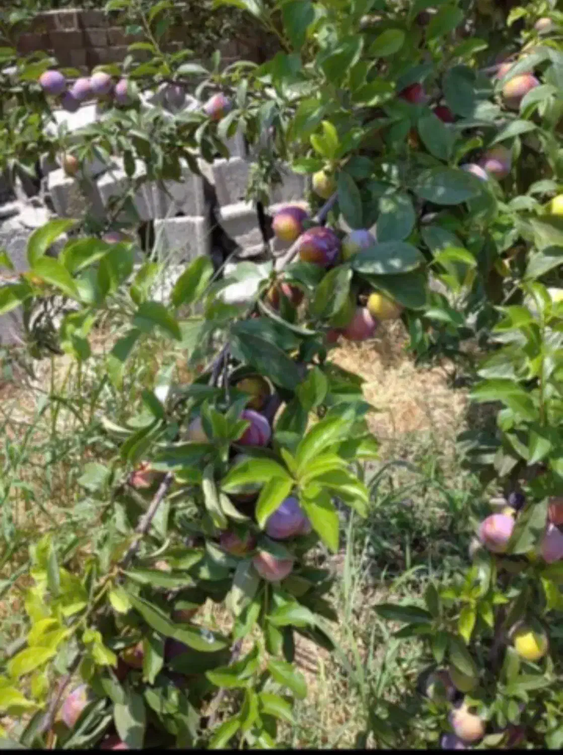 باغ ۹۰۰ متری بدون بنا