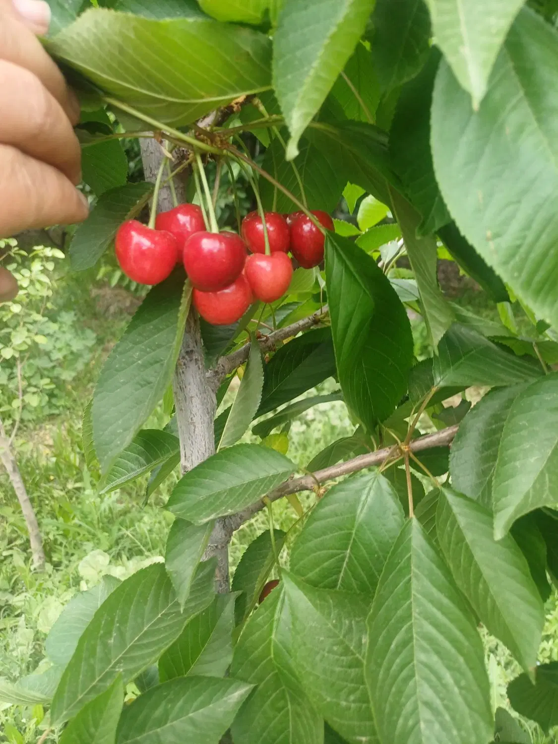 معاوضه ملک با کمپرسی