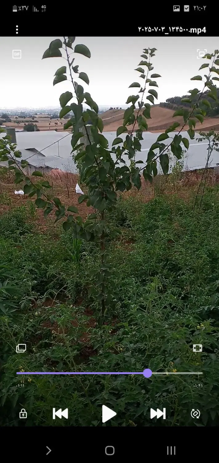 زمین باغی