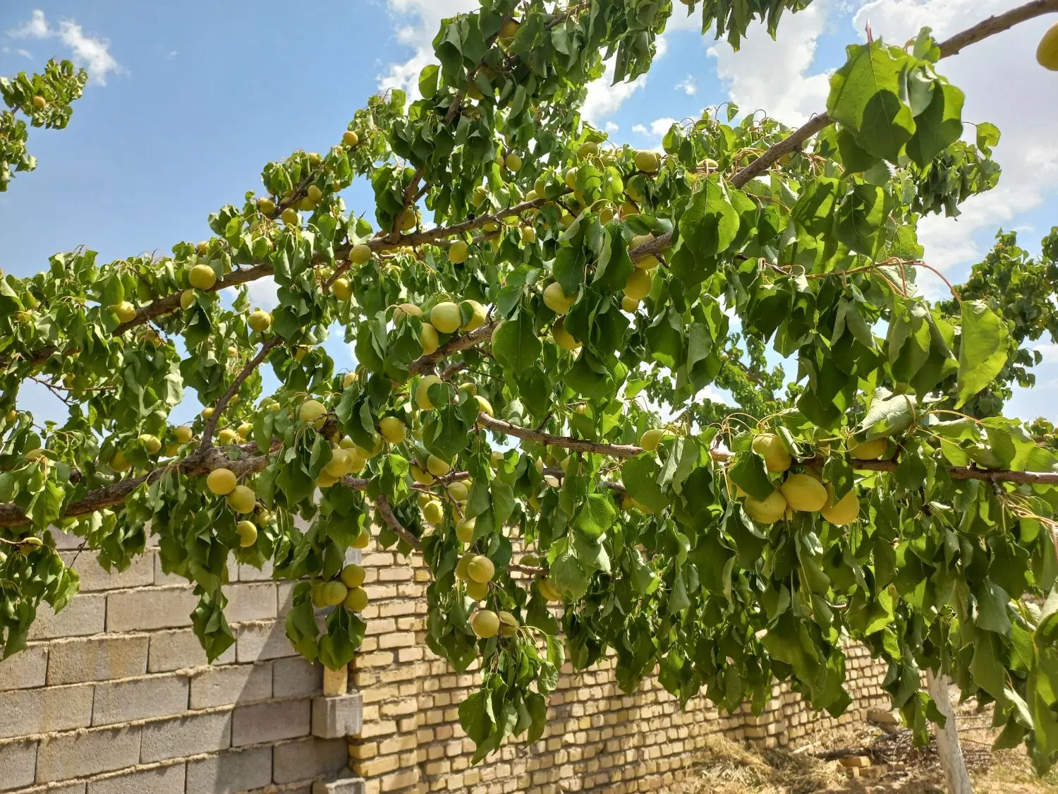 باغ و زمین باغی در حاجی آباد همدان