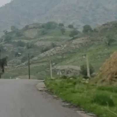 زمین گورک کله بندی