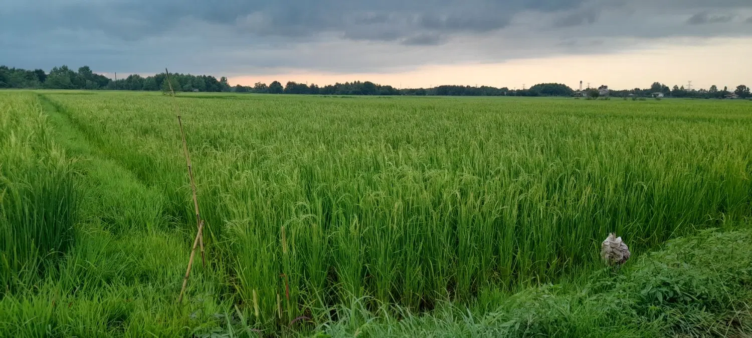 زمین زراعی حاصلخیز