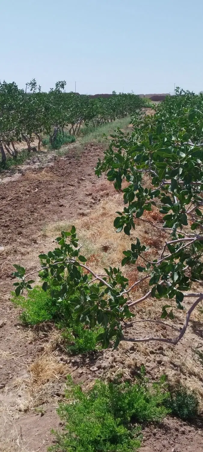 باغ پسته و زمین برای خونه باغ