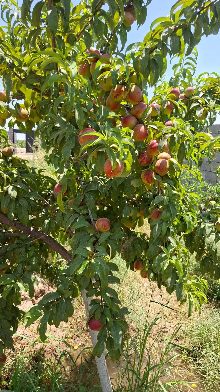 باغ ۱۰۰۰ متری با آب چهار دیواری شده