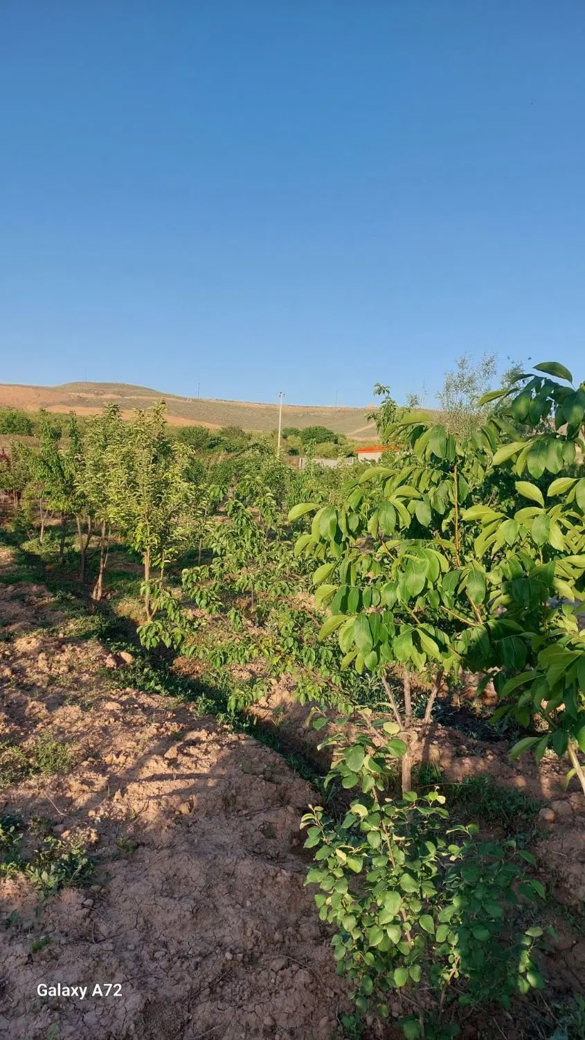 باغ داری سند تک برگ