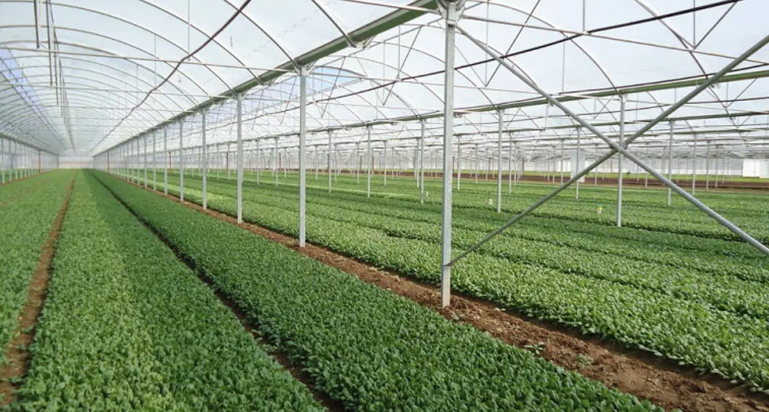 گلخانه ۱۲۰۰۰ متری طرح اسپانیایی