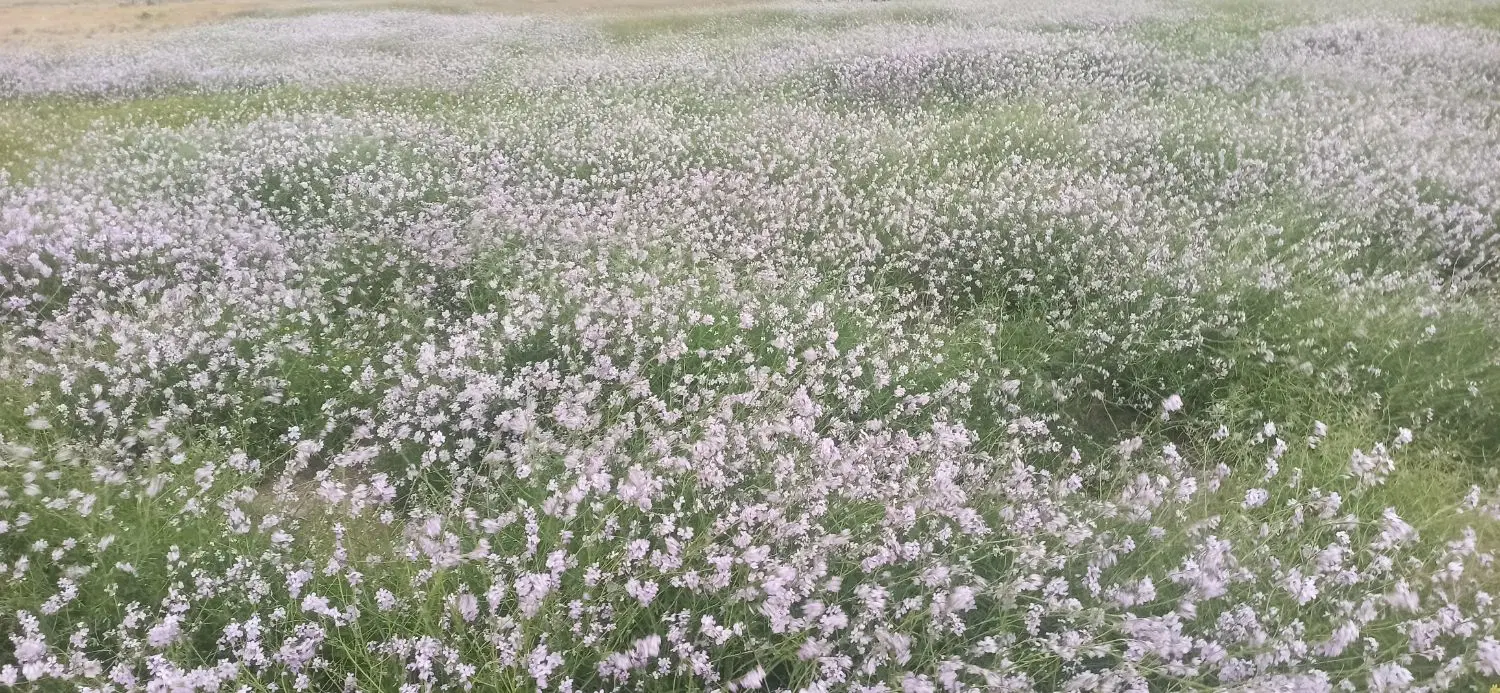 زمین مسکونی .سربیژن.باب گرگ