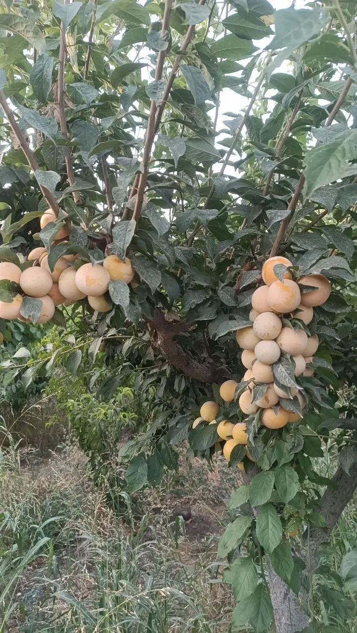 باغ کشاورزی واقع در زرنان