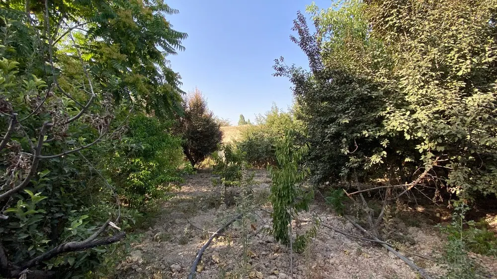 فروش باغچه ۳۲۰متری  روستای حاجی بیک