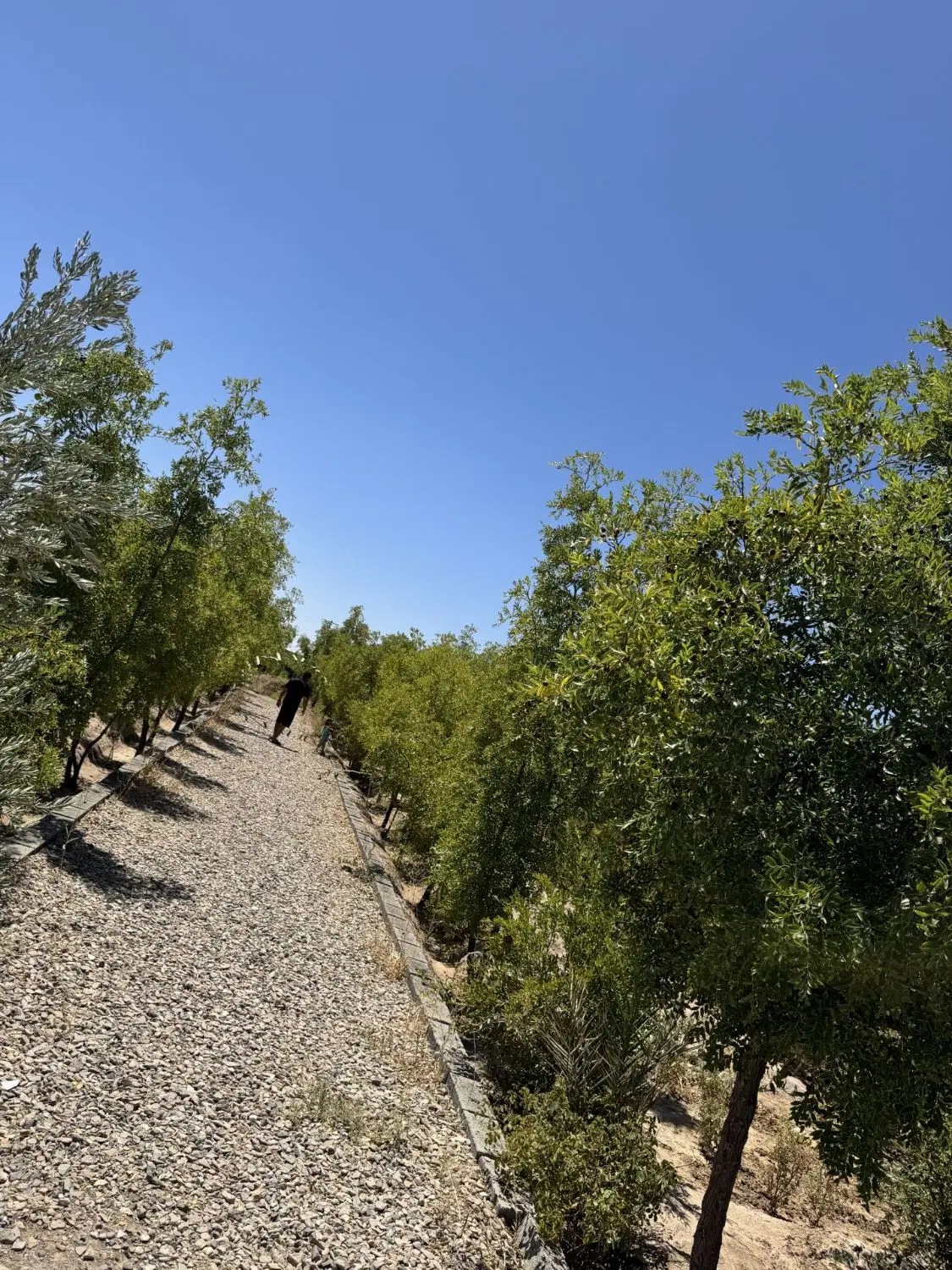 فروش باغ معصوم اباد