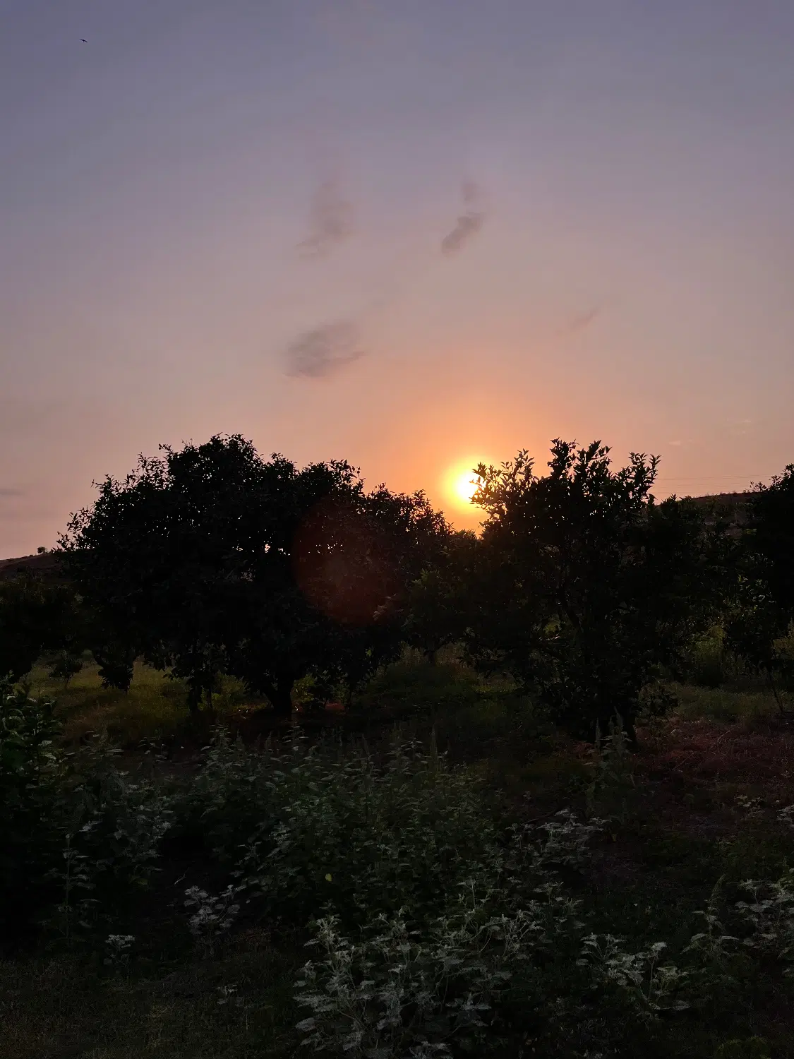 مازندران.فروش ۴۳۰۰ متر باغ در  نزدیکی کمربندی نکا