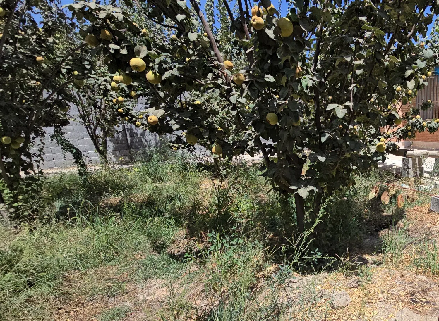 فروش باغ ویلای 1500متری در مزرعچه