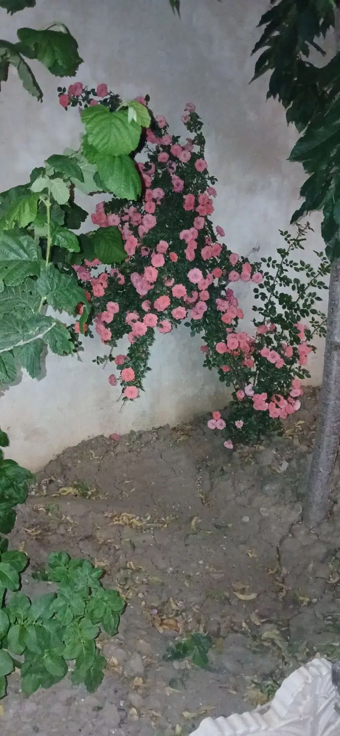 فروشی باغ
