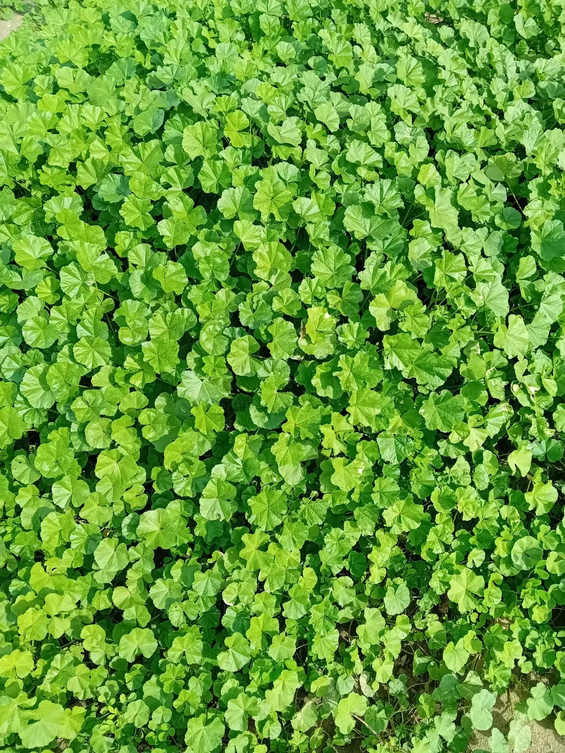فروش زمین مسکونی