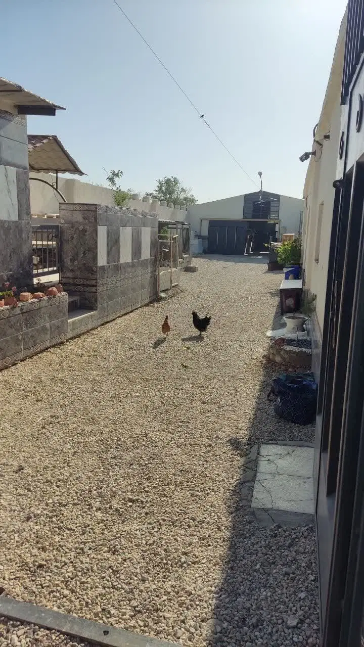 اسطبل آماده و مهیا