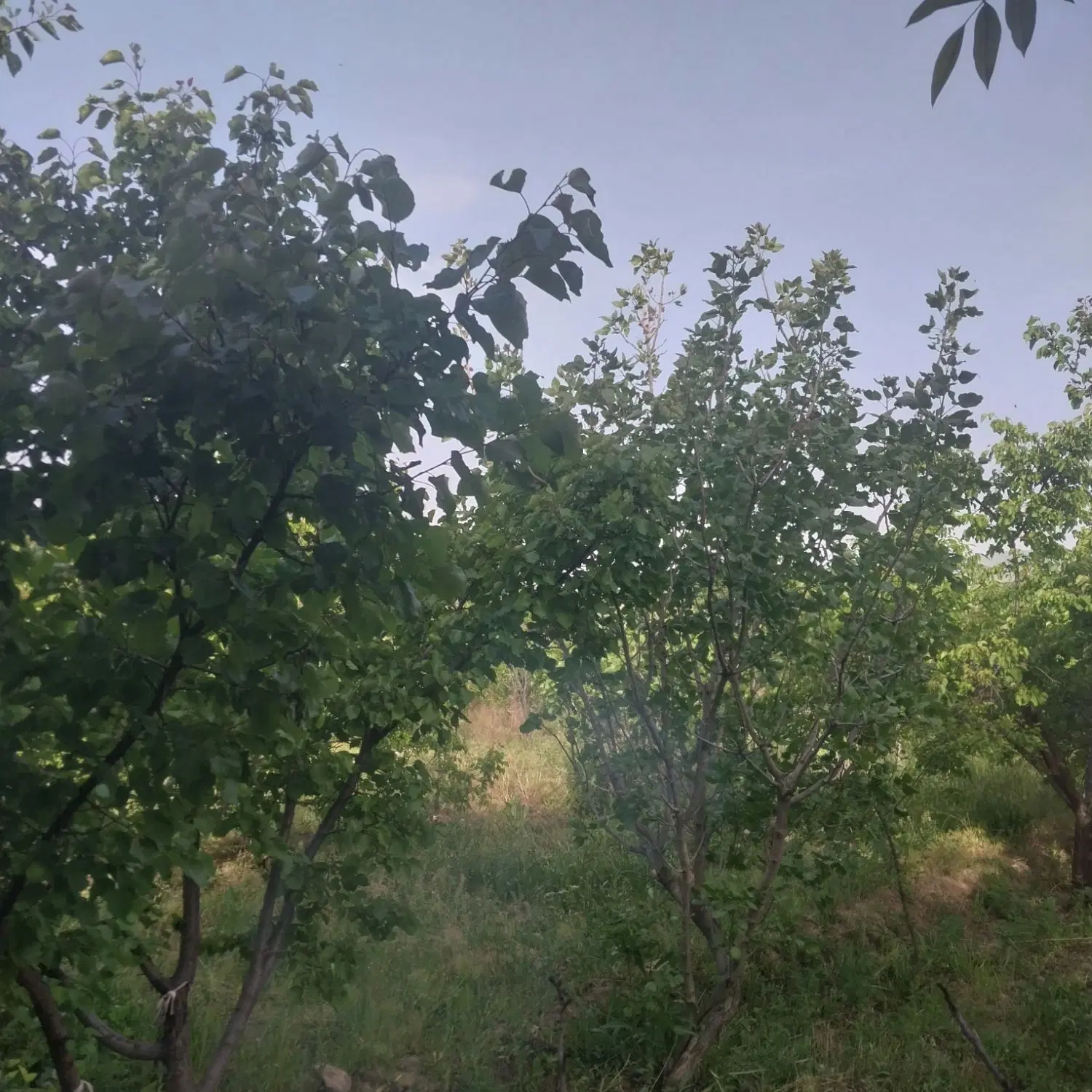 باغ
