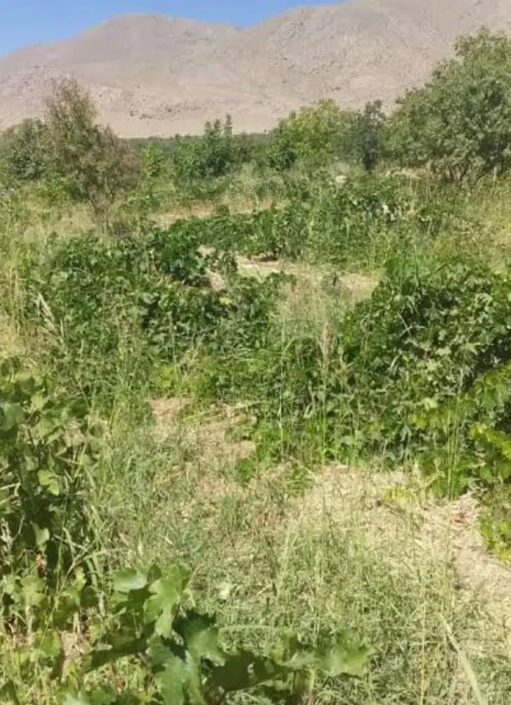 فروش باغ