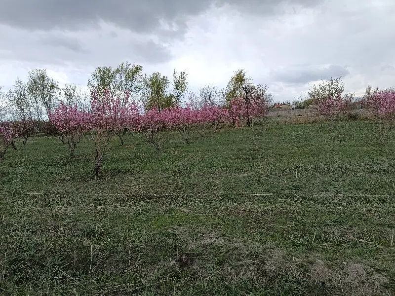 باغچه ریکان