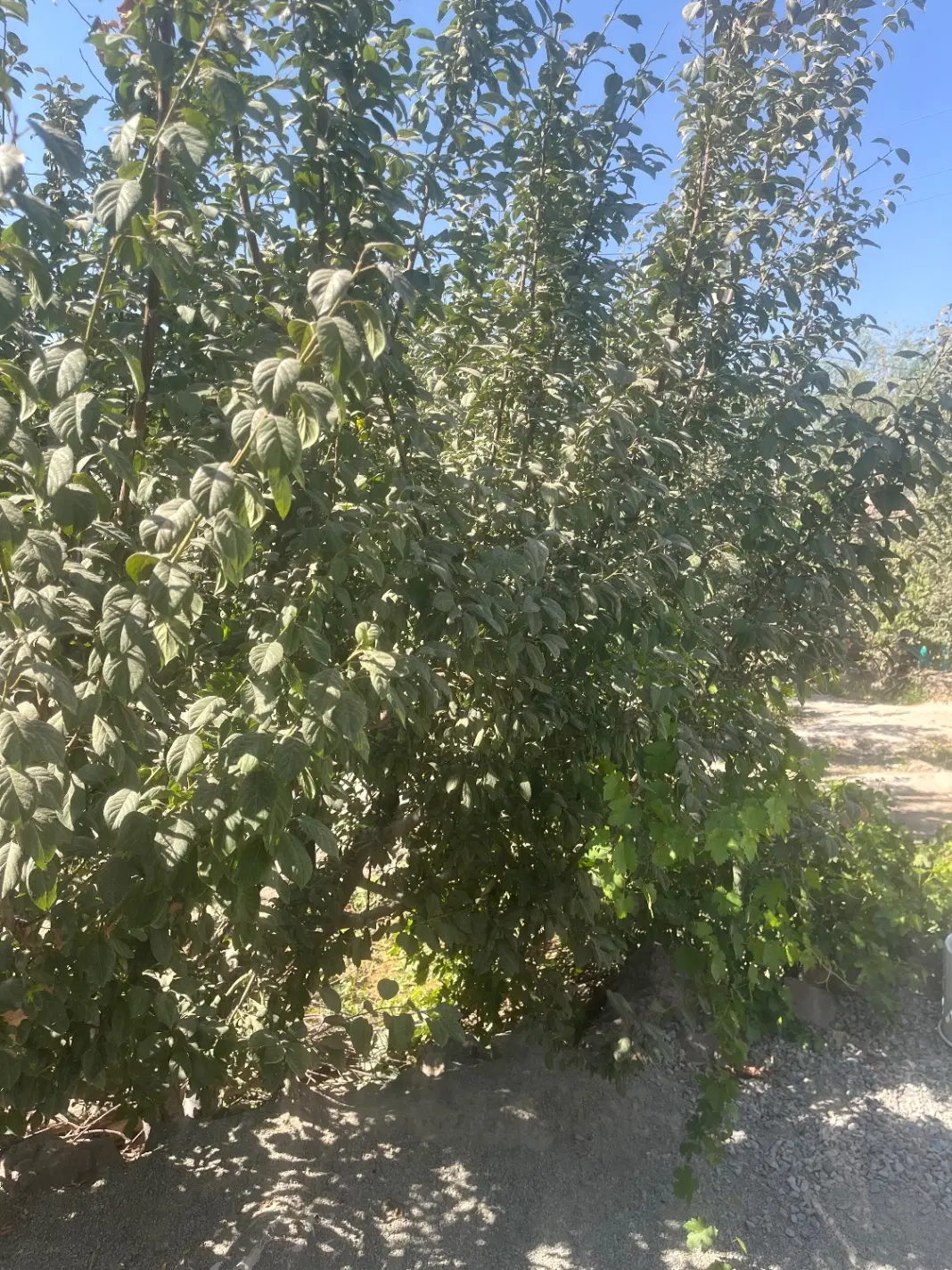باغ سند دار چهار دیوار