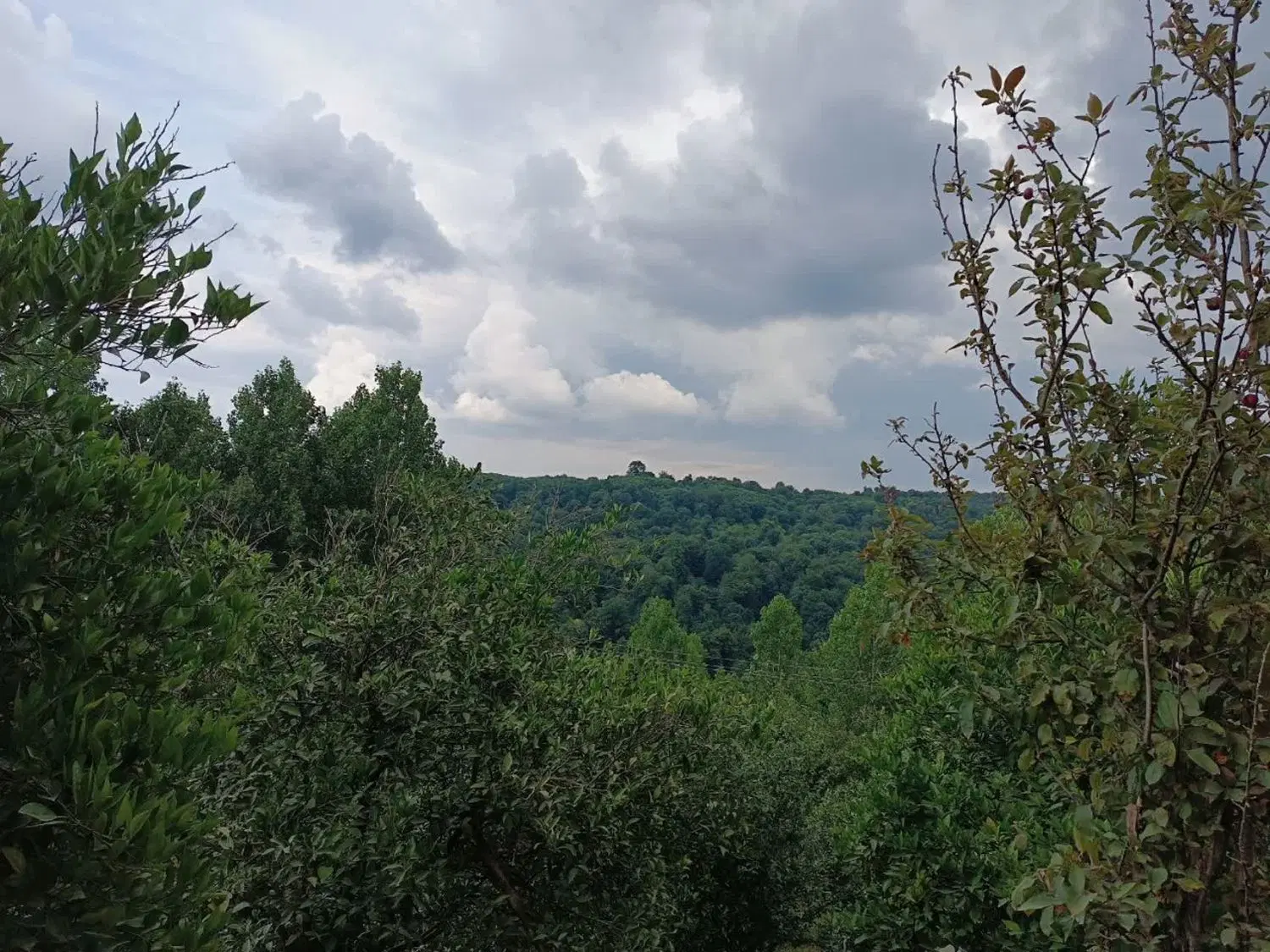 باغ مرکبات