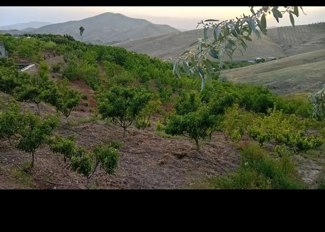 زمین باغ
