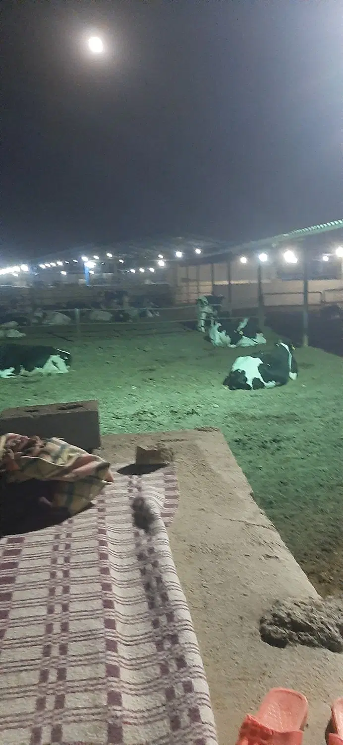 اجاره دام داری پروا. بندی تا 50 رس