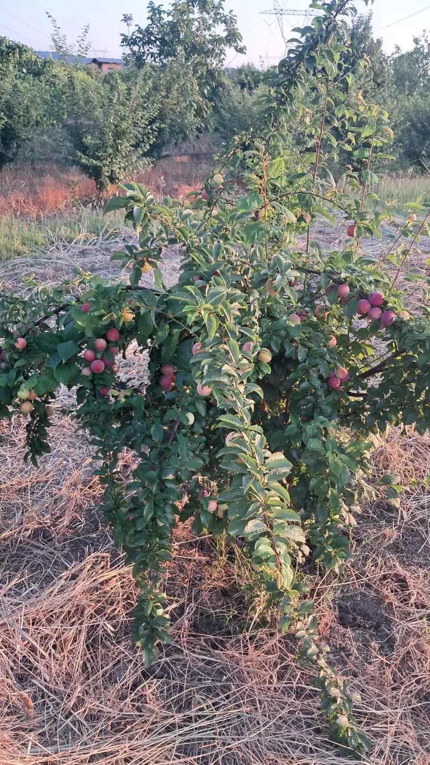 زمین باغی بهترین نقطه