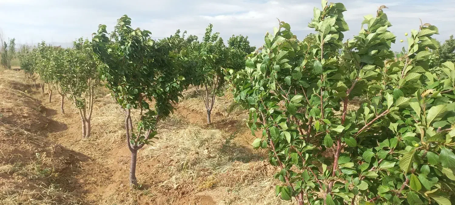 باغ ۱۸۱۰ متری سند تک برگ