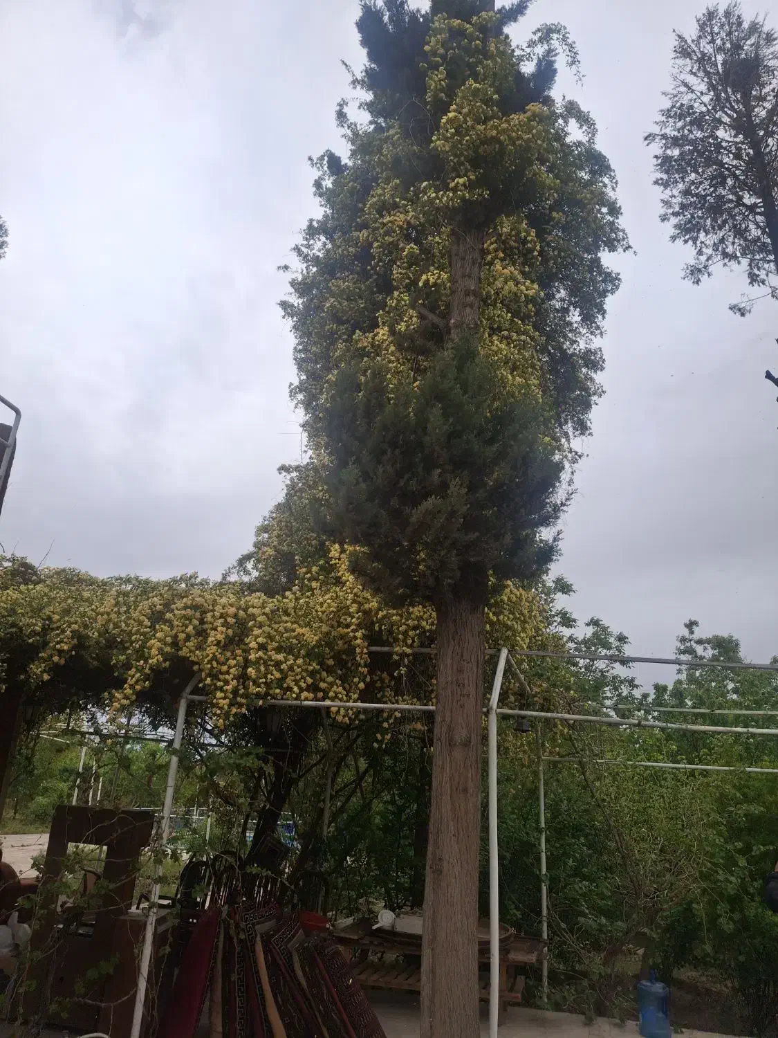 قلعه سفید،فروش زمین با سند و امتیازات