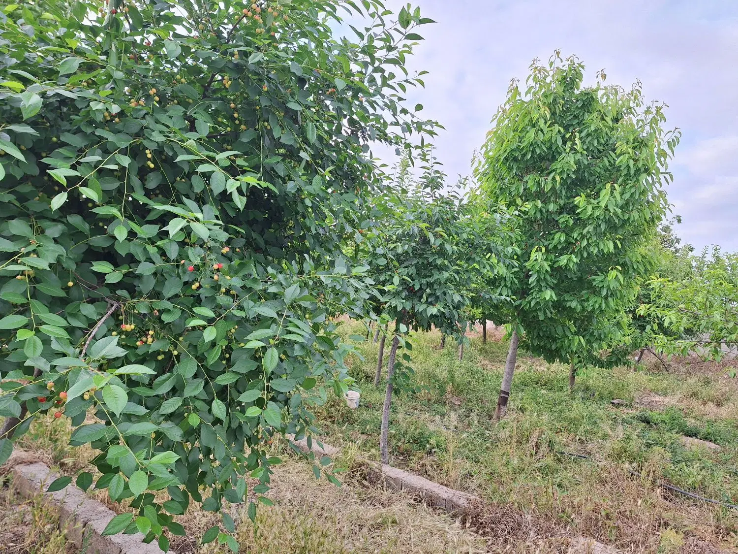 باغ دور دیوار
