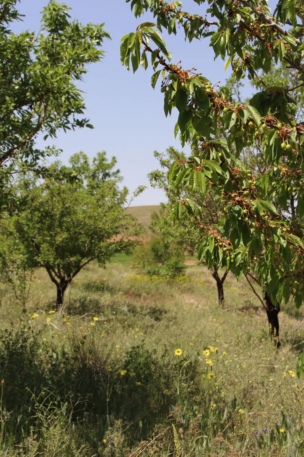 باغ در ۱۰ کیلومتری جاده بیجار