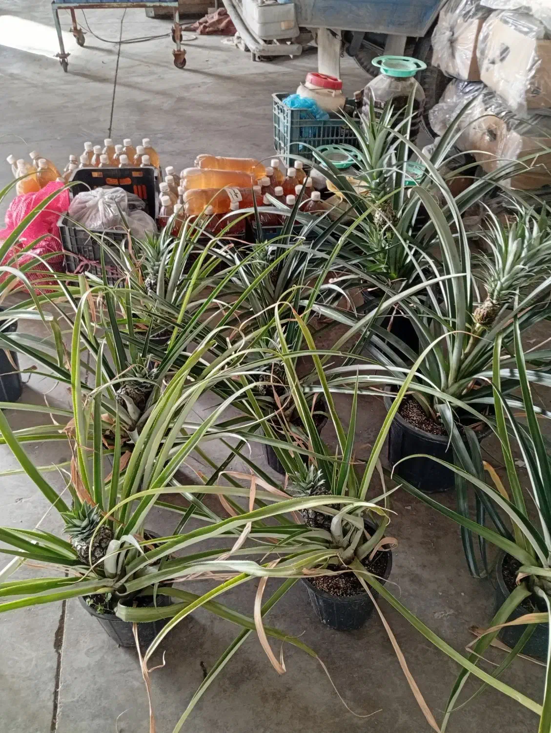 مغازه درگلدشت جهت کرایه