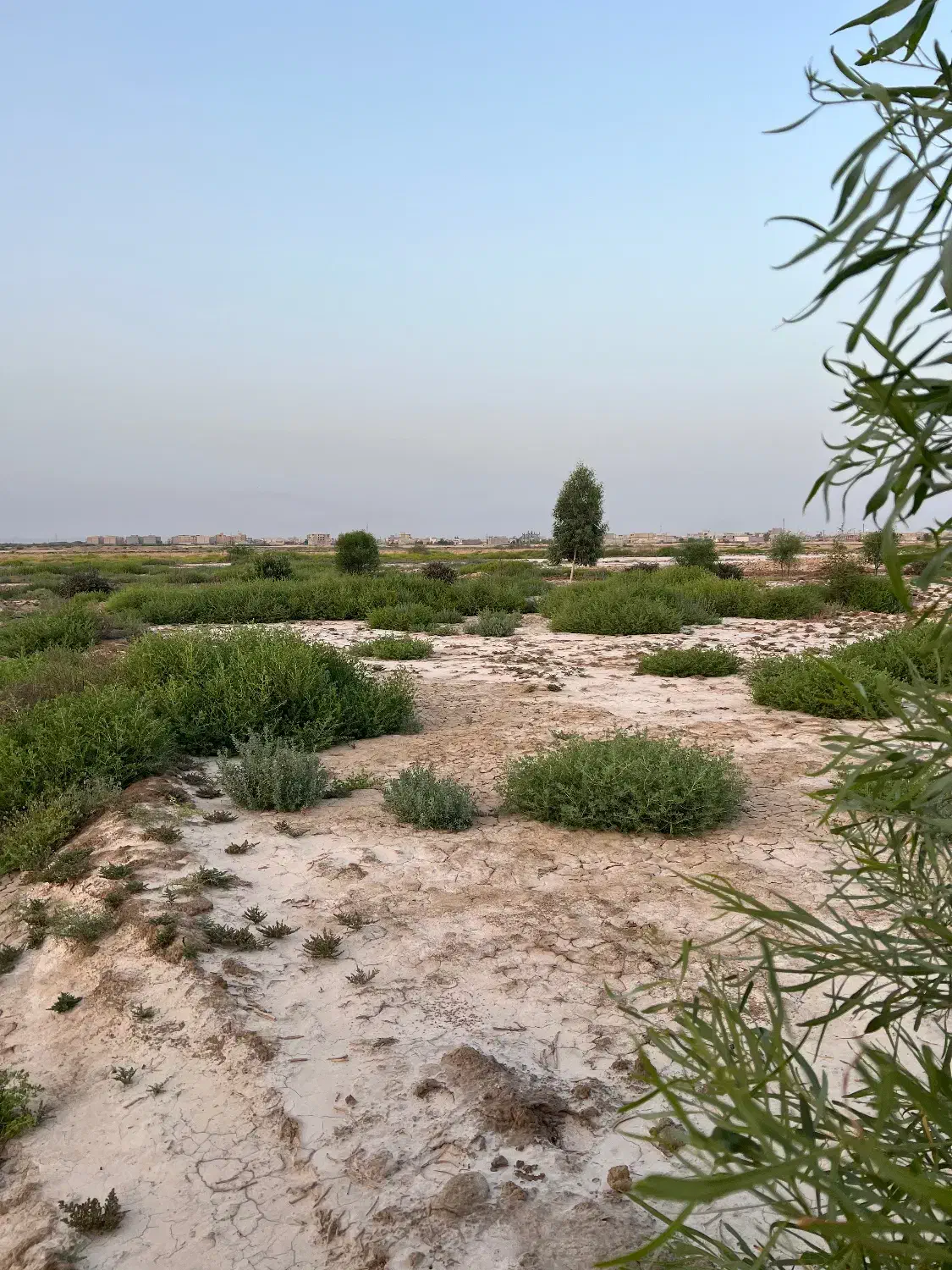 فروش زمین باغی
