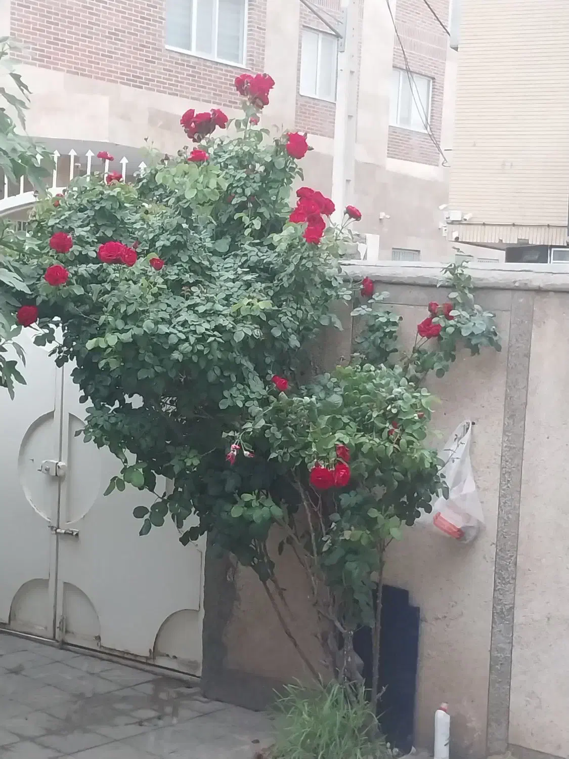 آپارتمان ۸۱ متری