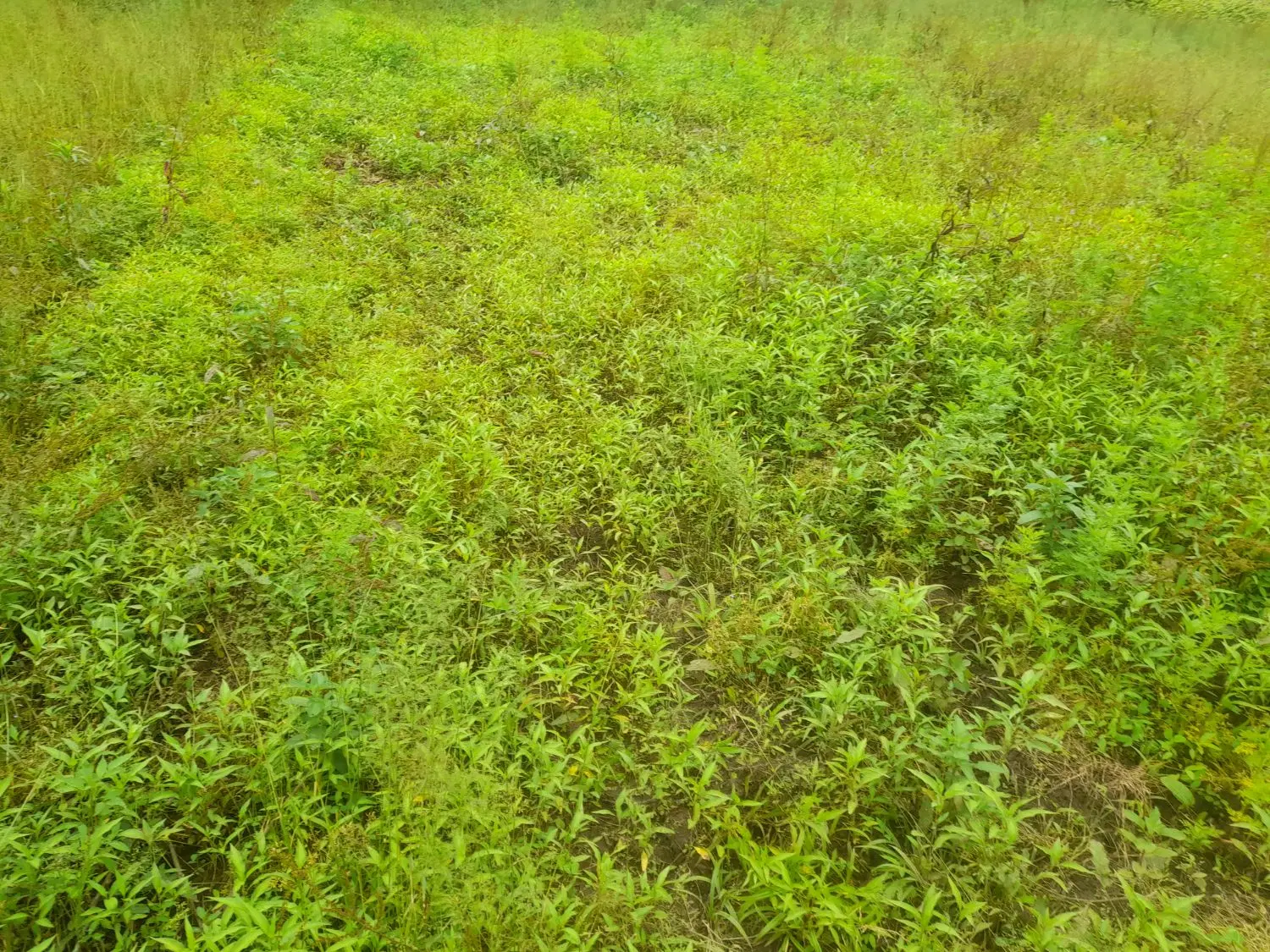 اجاره ی زمین کشاورزی