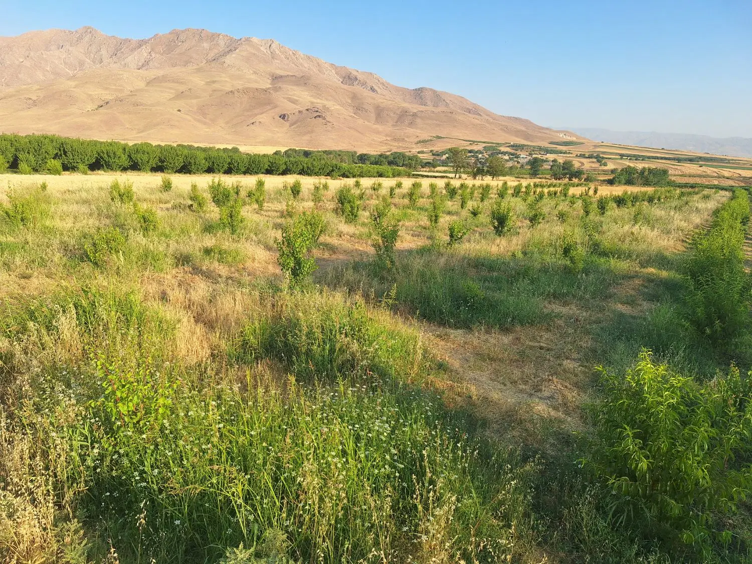 فروش باغ نوهال با آب فراوان دسترسی راحت