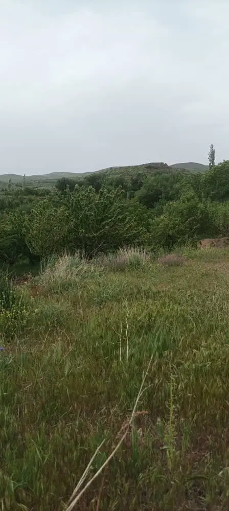 باغ میوه شخصی