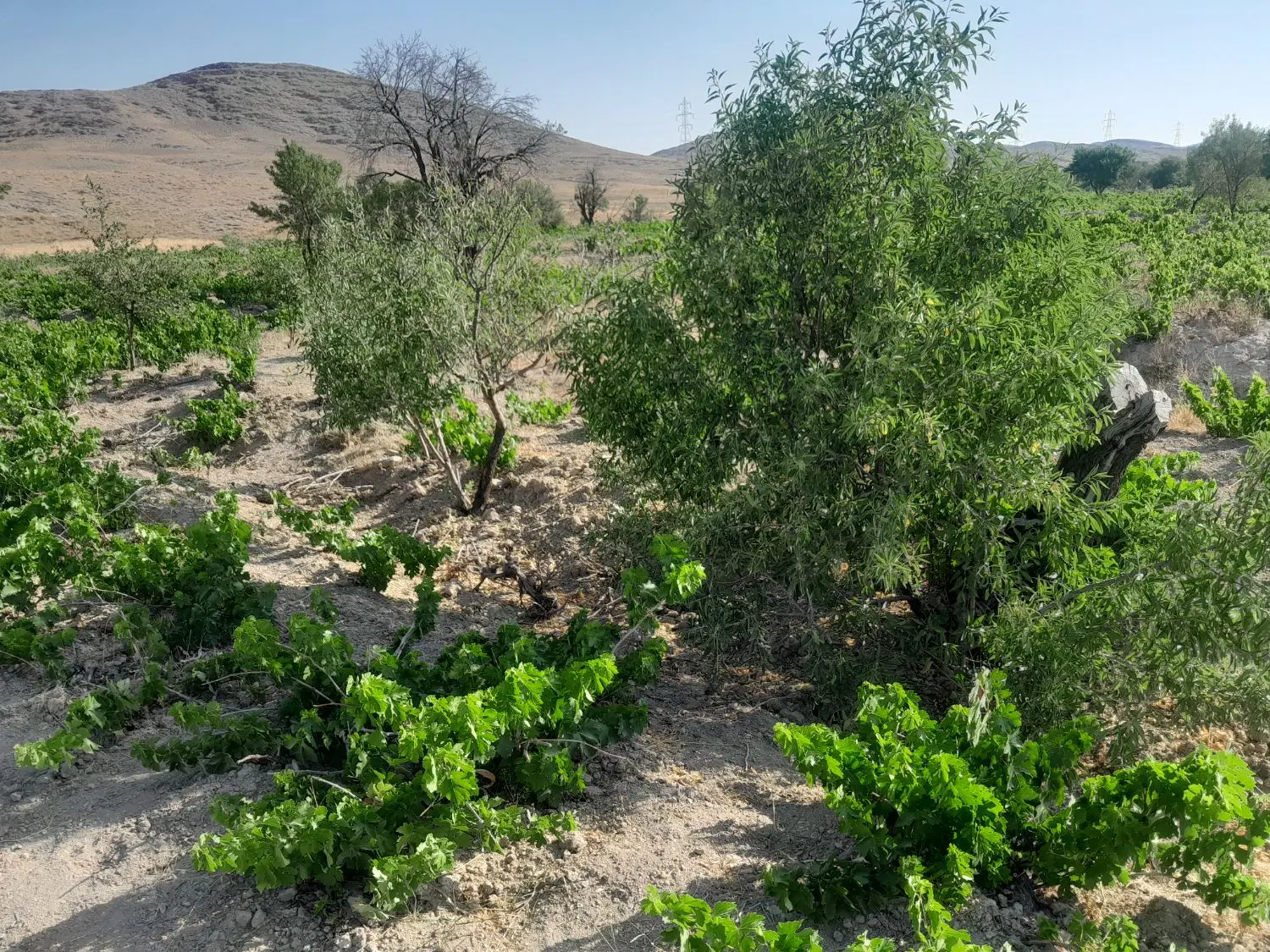 باغ فروشی ۵۰۰ متری