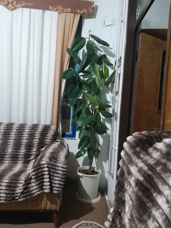 اجاره یک باب مغازن