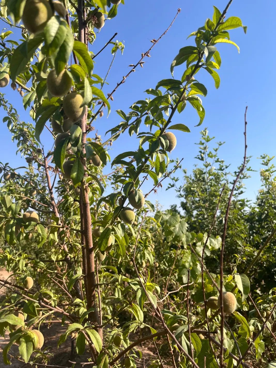 باغچه ۵۰۰ متری نقلی دارای درختان مثمر میوه