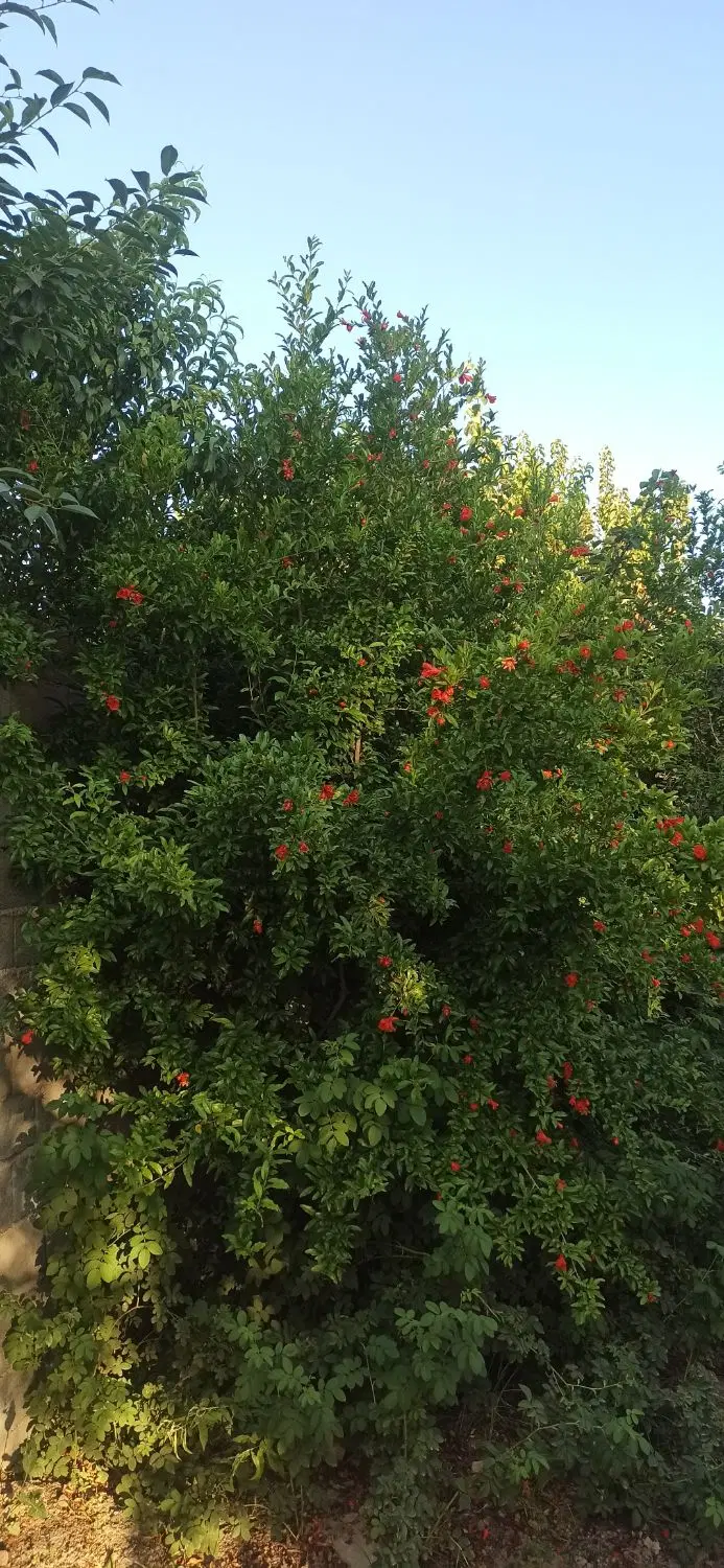 باغچه زیر قیمت داخل بافت