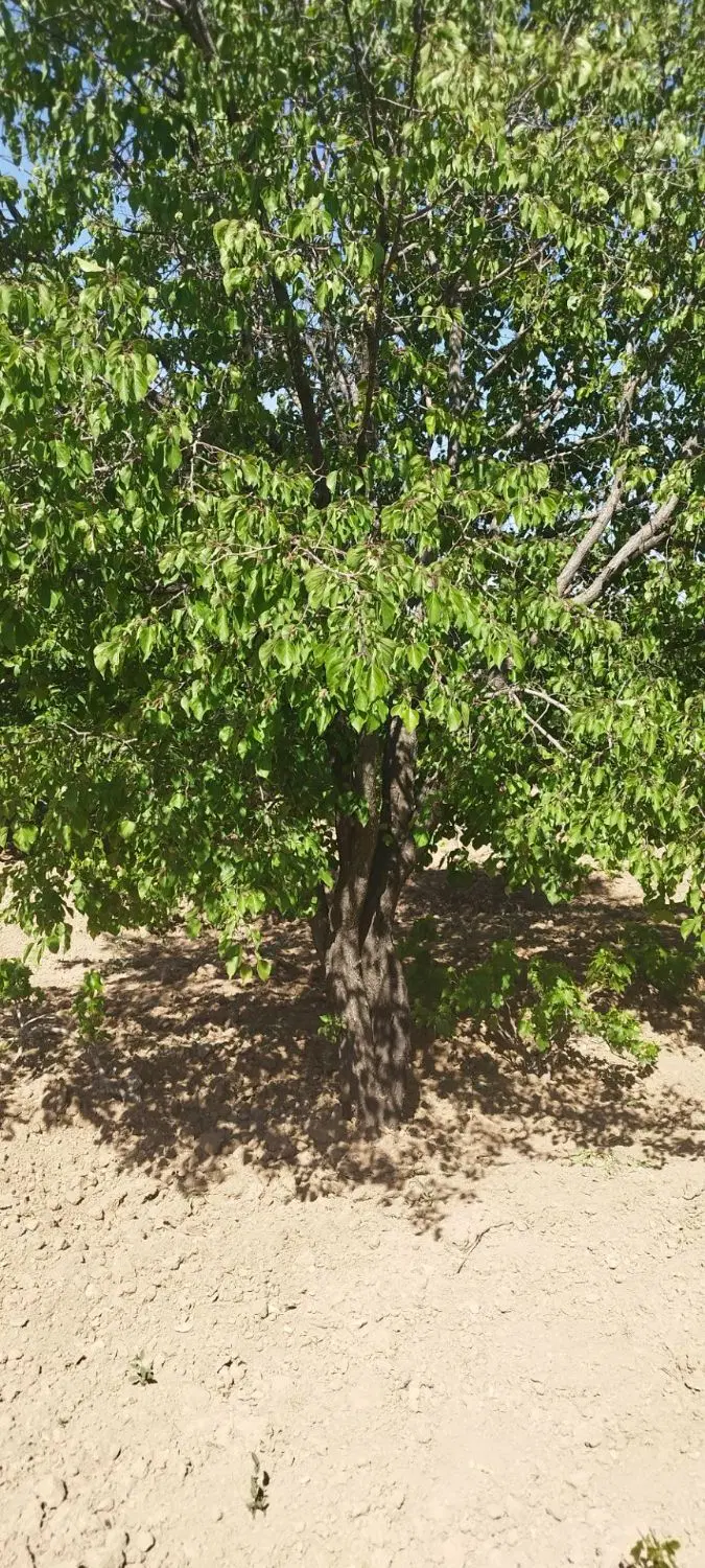 فروش باغ میوه و زمین