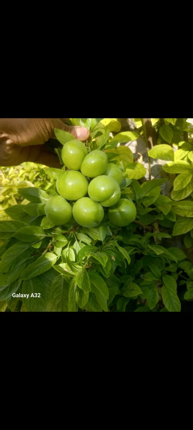 شهریار دهشاد مجتمع باغستان باغچه 1275مترمربع