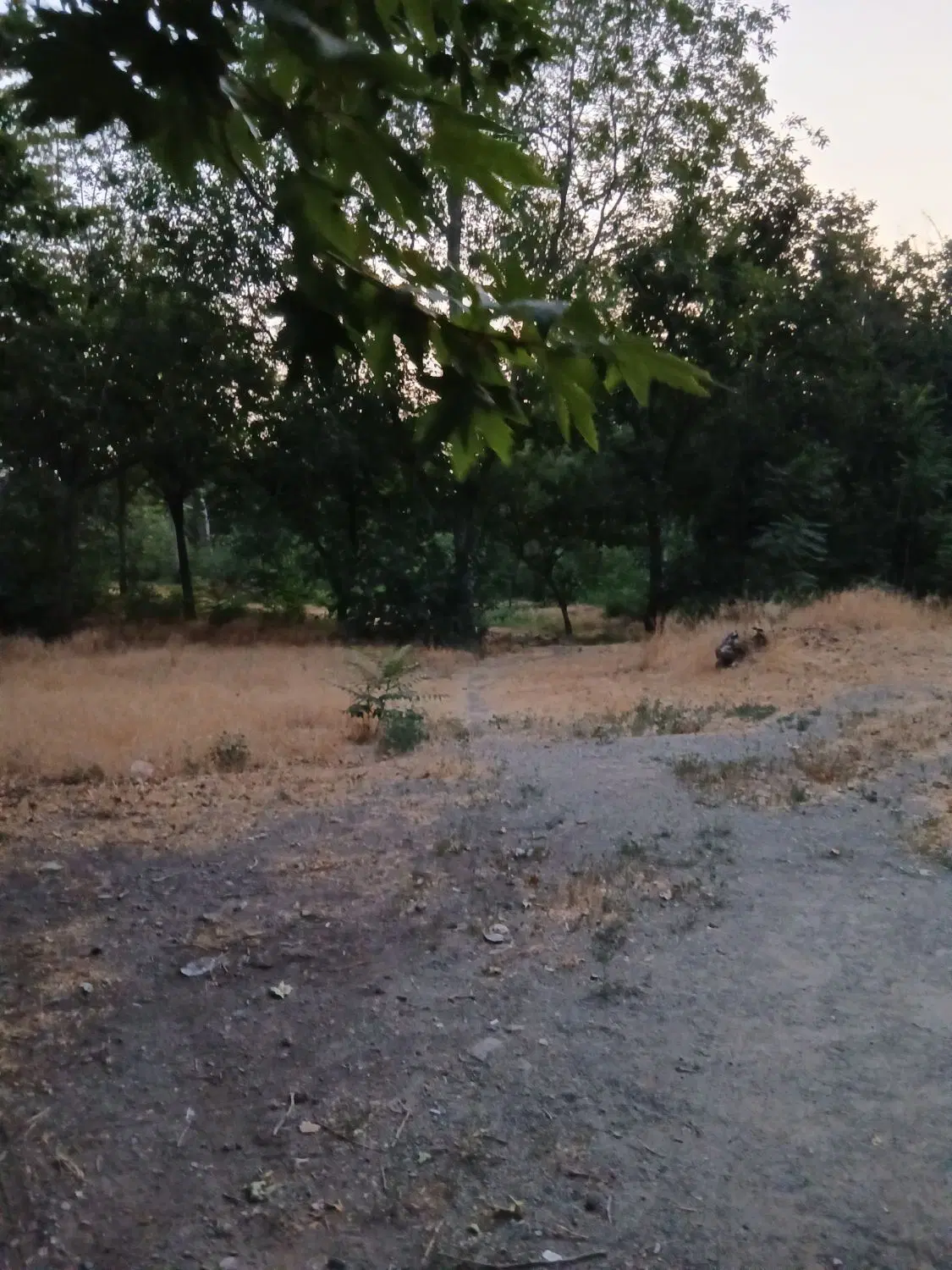 زمینی ب متراژ ۵۰۰۰ مترمربع در کرج