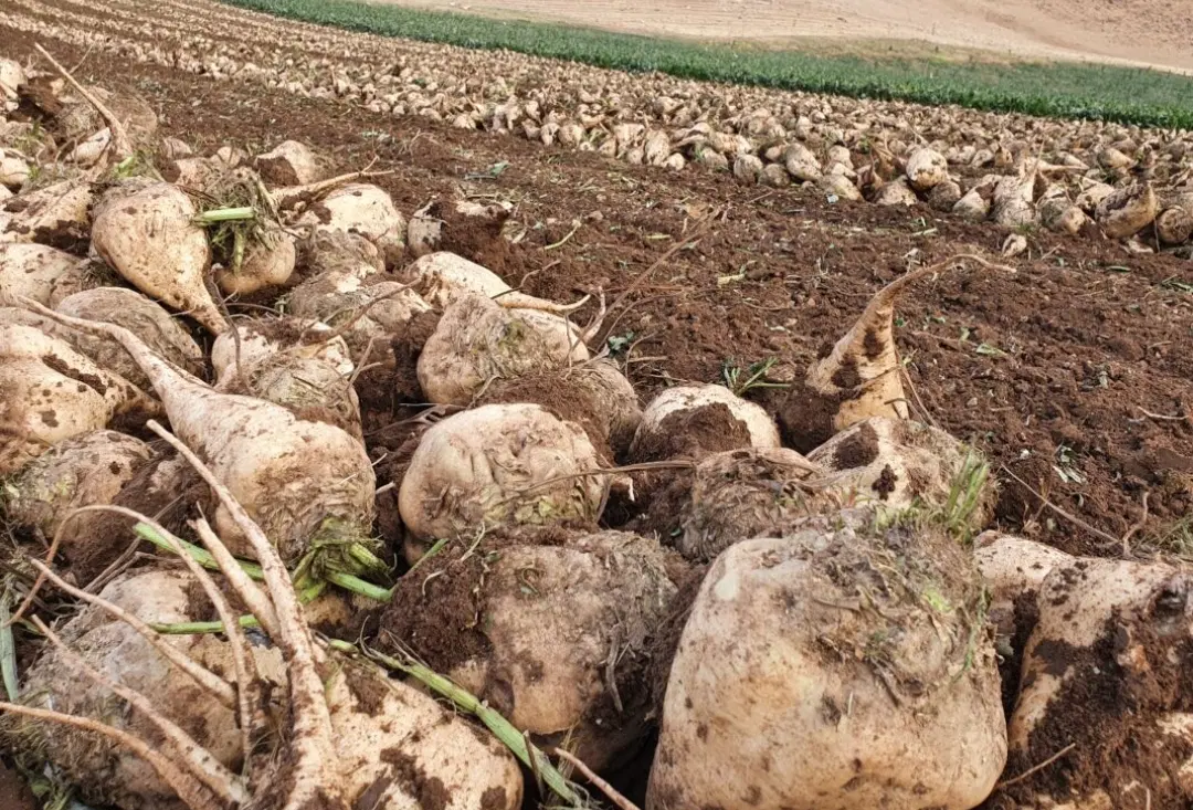 زمین اجاره ای میخوام