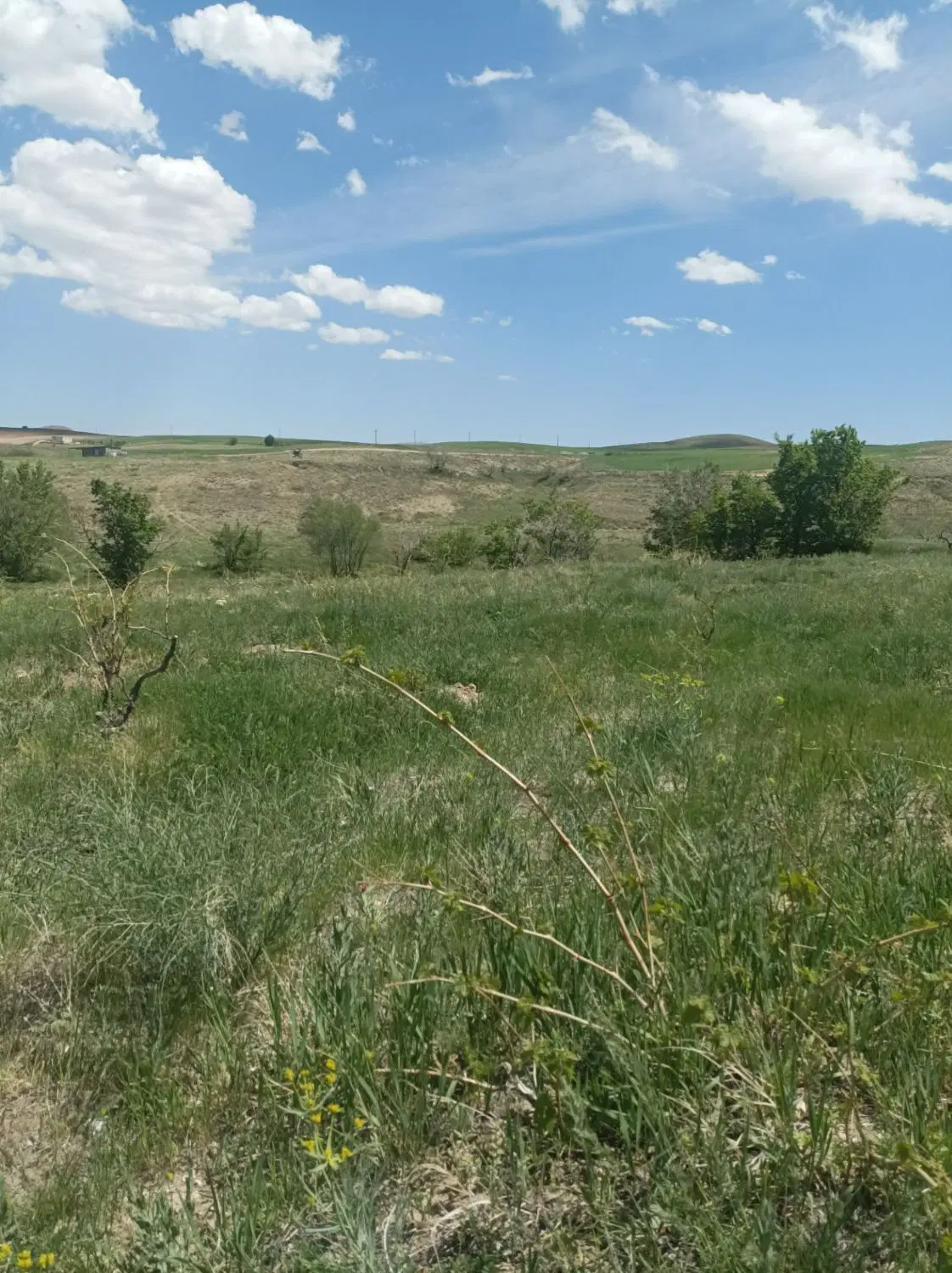 باغ انگور در روستای محسن آباد