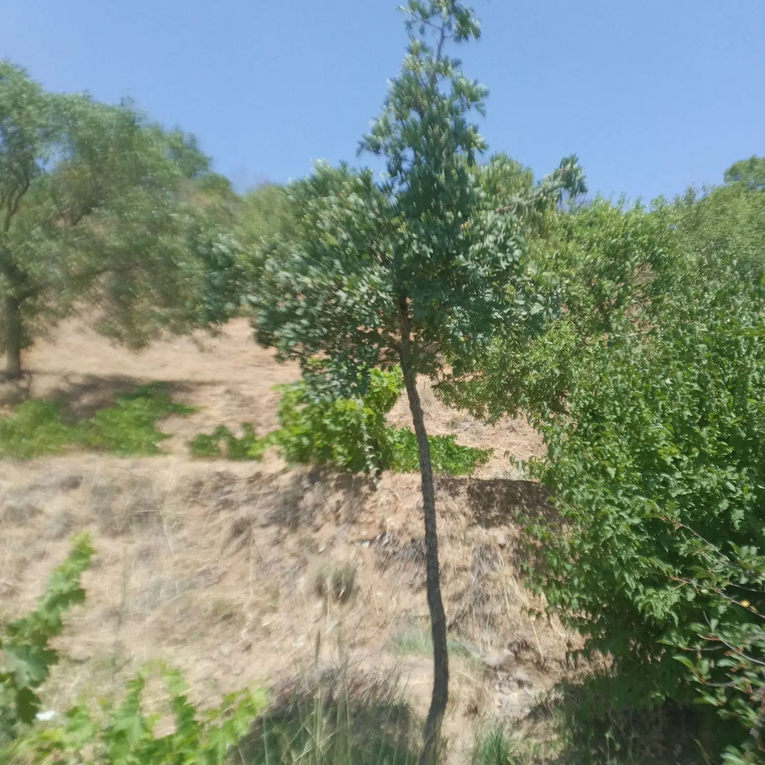 باغ بادام