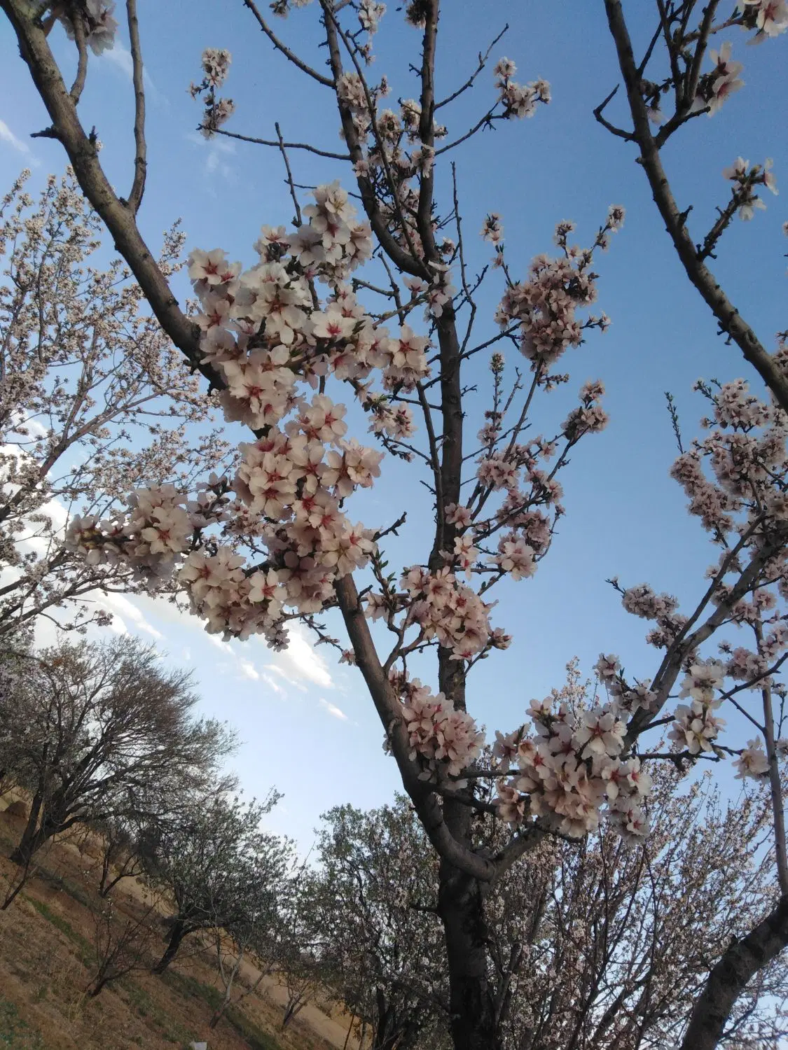 زمین باغ