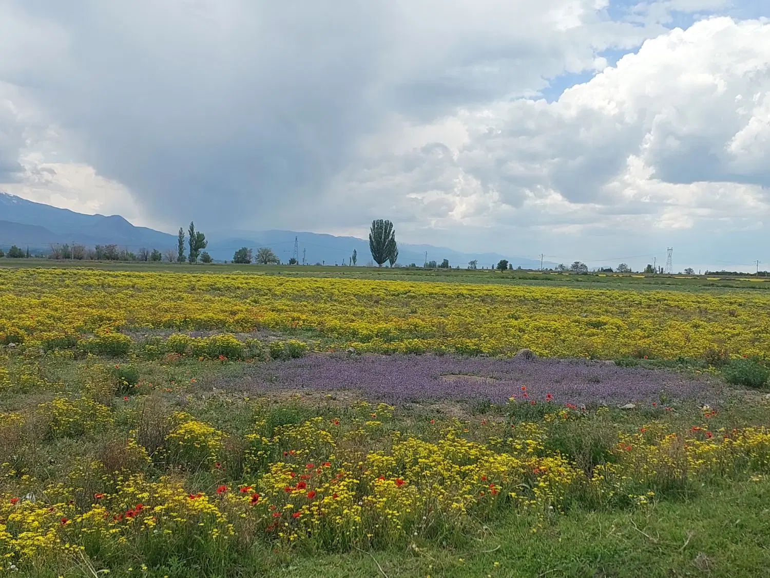 اجاره ۵۵۰۰متر زمین کشاورزی